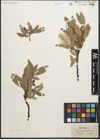 Foto von Salix glaucosericea Flod.